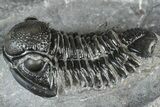 Detailed Gerastos Trilobite Fossil - Morocco #363952-1